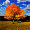 autumntree15