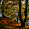 autumntree20