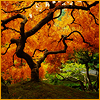 autumntree7