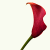 calla21