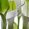 calla8