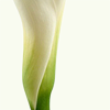 calla9